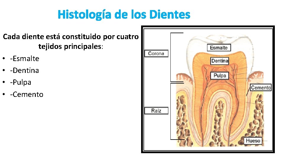 Histología de los Dientes Cada diente está constituido por cuatro tejidos principales: • -Esmalte