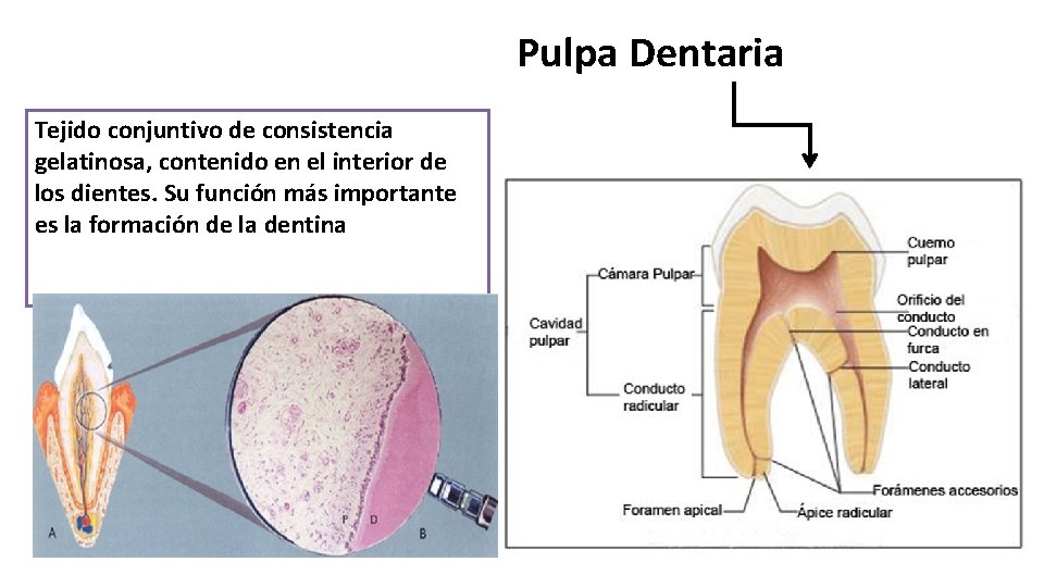 Pulpa Dentaria Tejido conjuntivo de consistencia gelatinosa, contenido en el interior de los dientes.