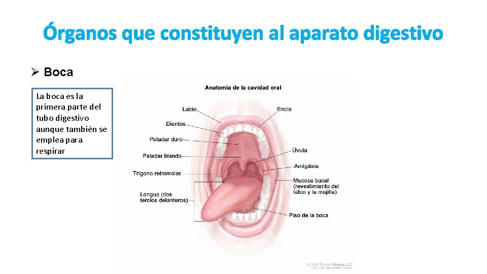 Órganos que constituyen al aparato digestivo Ø Boca La boca es la primera parte