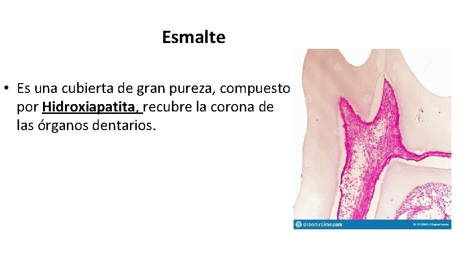 Esmalte • Es una cubierta de gran pureza, compuesto por Hidroxiapatita, recubre la corona