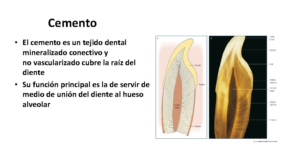 Cemento • El cemento es un tejido dental mineralizado conectivo y no vascularizado cubre