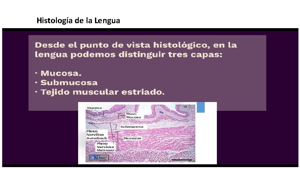 Histología de la Lengua 