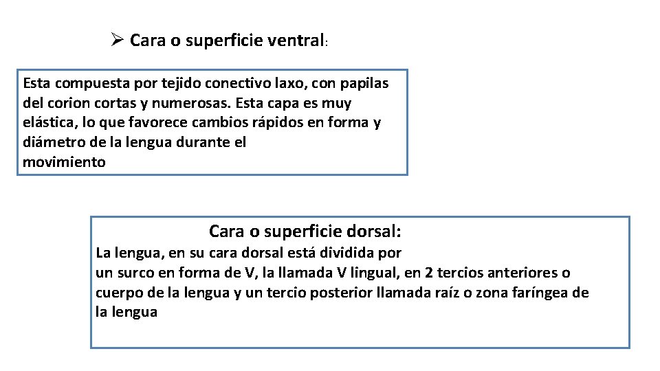Ø Cara o superficie ventral: Esta compuesta por tejido conectivo laxo, con papilas del
