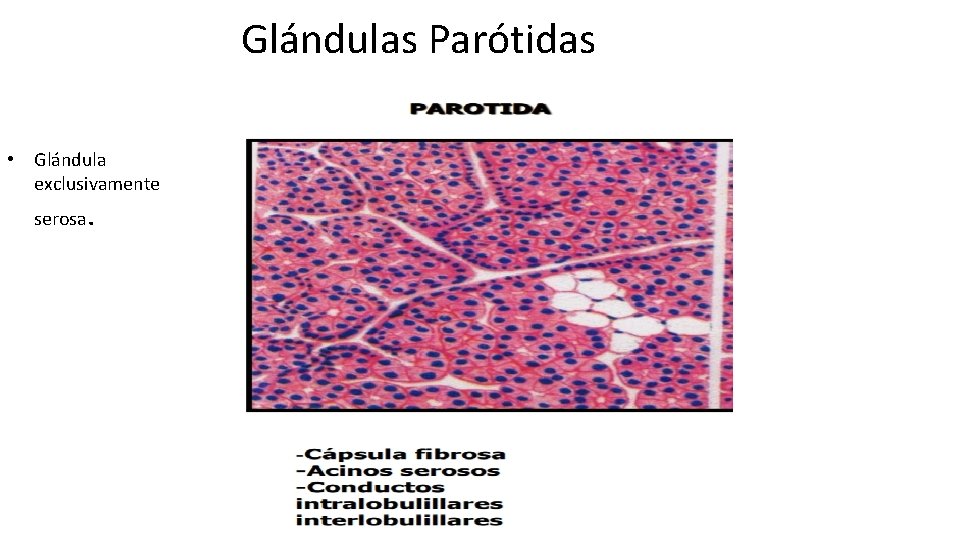 Glándulas Parótidas • Glándula exclusivamente serosa . 