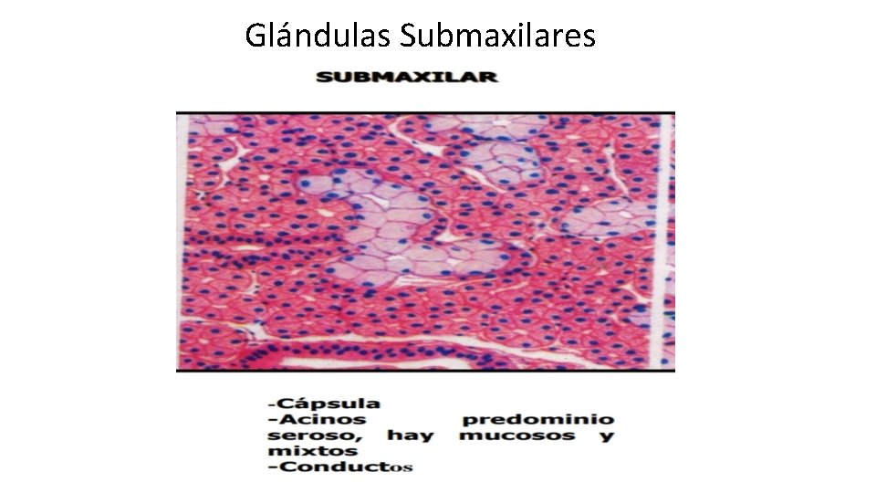 Glándulas Submaxilares 