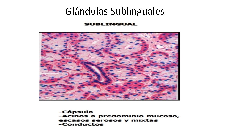 Glándulas Sublinguales 