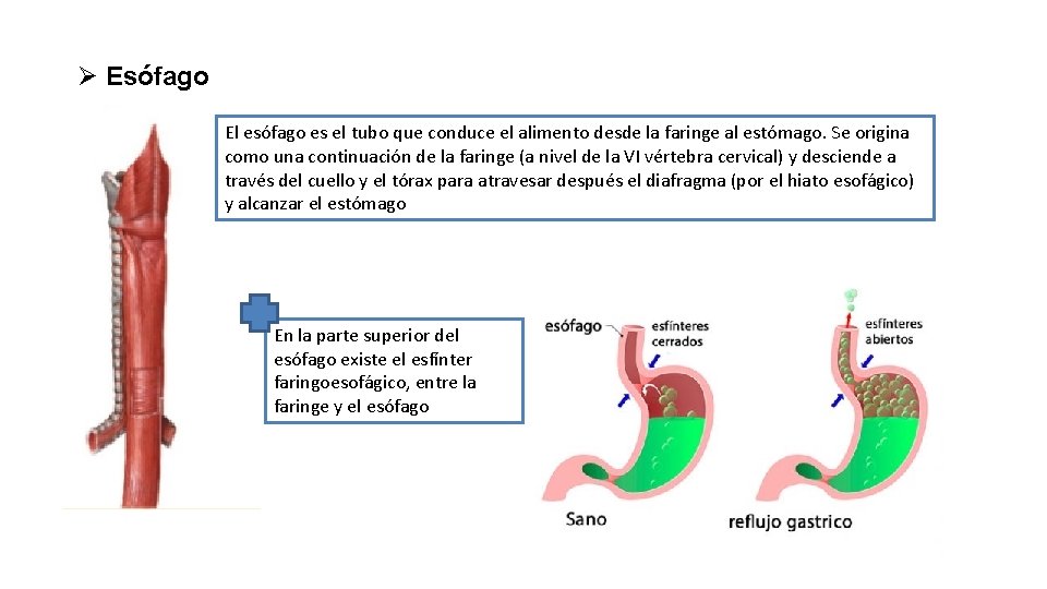 Ø Esófago El esófago es el tubo que conduce el alimento desde la faringe