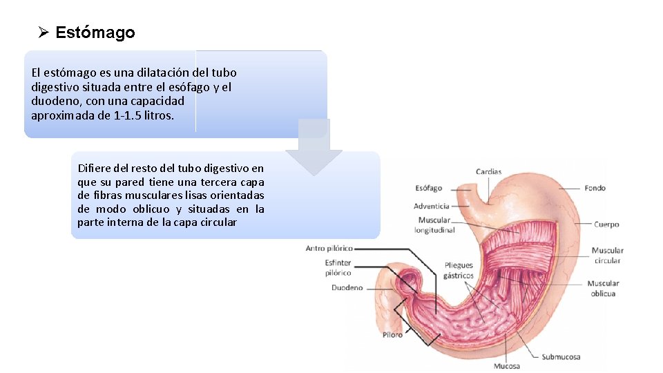 Ø Estómago El estómago es una dilatación del tubo digestivo situada entre el esófago
