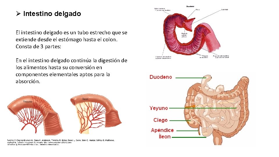 Ø Intestino delgado El intestino delgado es un tubo estrecho que se extiende desde