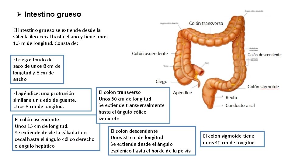 Ø Intestino grueso El intestino grueso se extiende desde la válvula íleo-cecal hasta el