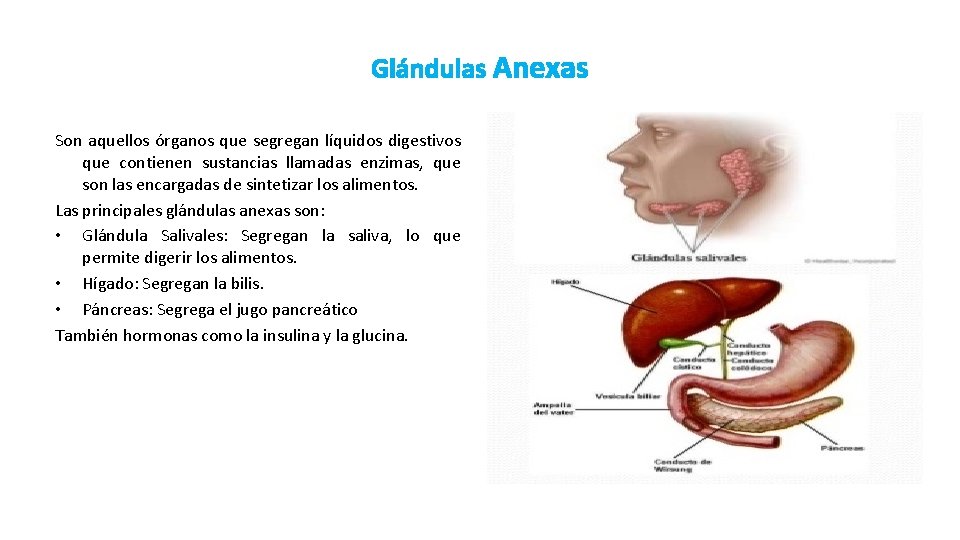 Glándulas Anexas Son aquellos órganos que segregan líquidos digestivos que contienen sustancias llamadas enzimas,