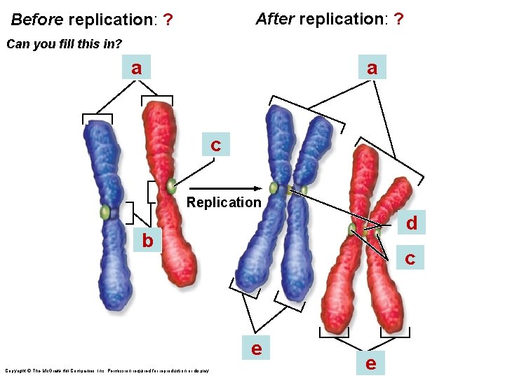 After replication: ? Before replication: ? Can you fill this in? a a c