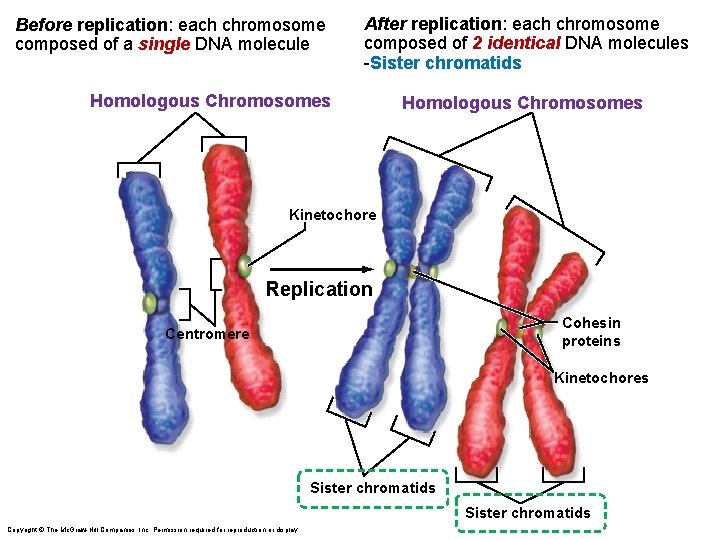 Before replication: each chromosome composed of a single DNA molecule After replication: each chromosome