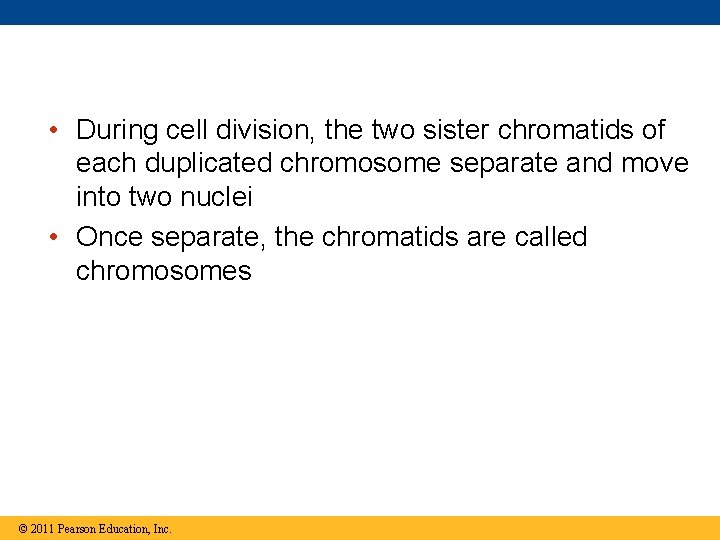  • During cell division, the two sister chromatids of each duplicated chromosome separate