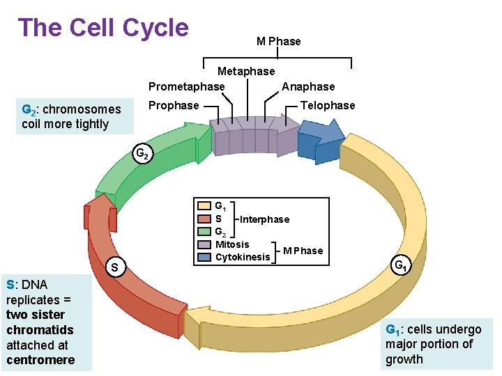 The Cell Cycle M Phase Metaphase Prometaphase Anaphase G 2: chromosomes coil more tightly
