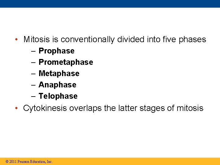  • Mitosis is conventionally divided into five phases – – – Prophase Prometaphase