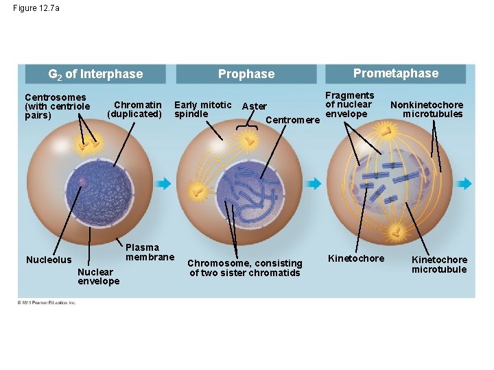 Figure 12. 7 a G 2 of Interphase Centrosomes (with centriole pairs) Chromatin (duplicated)