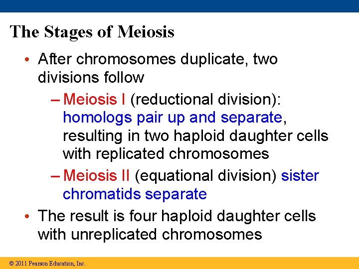 The Stages of Meiosis • After chromosomes duplicate, two divisions follow – Meiosis I
