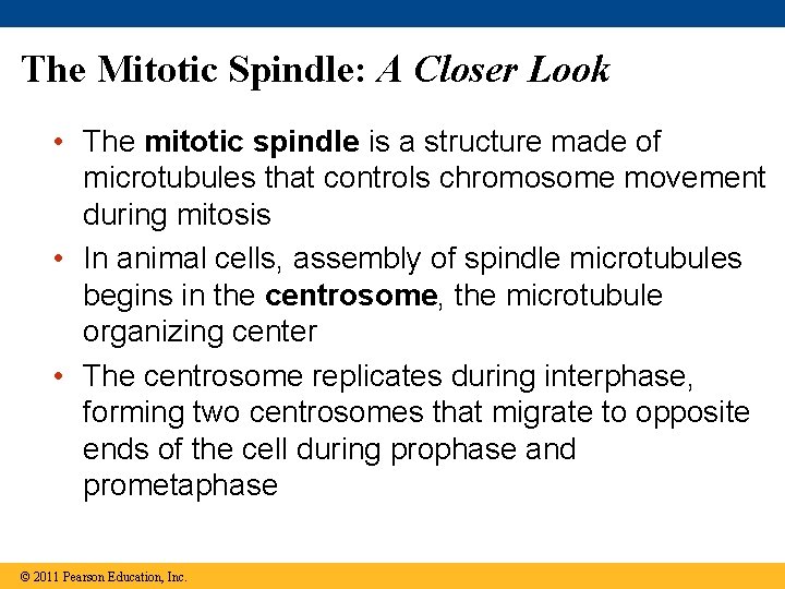 The Mitotic Spindle: A Closer Look • The mitotic spindle is a structure made