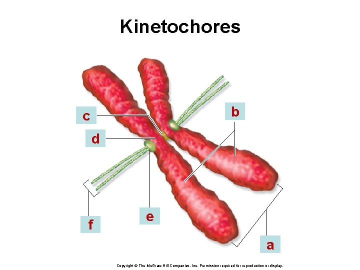 Kinetochores b c d f e a Copyright © The Mc. Graw-Hill Companies, Inc.