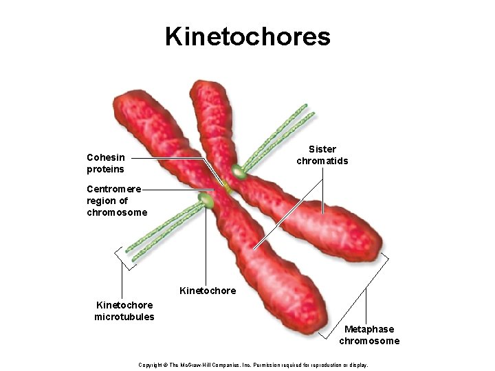 Kinetochores Sister chromatids Cohesin proteins Centromere region of chromosome Kinetochore microtubules Metaphase chromosome Copyright