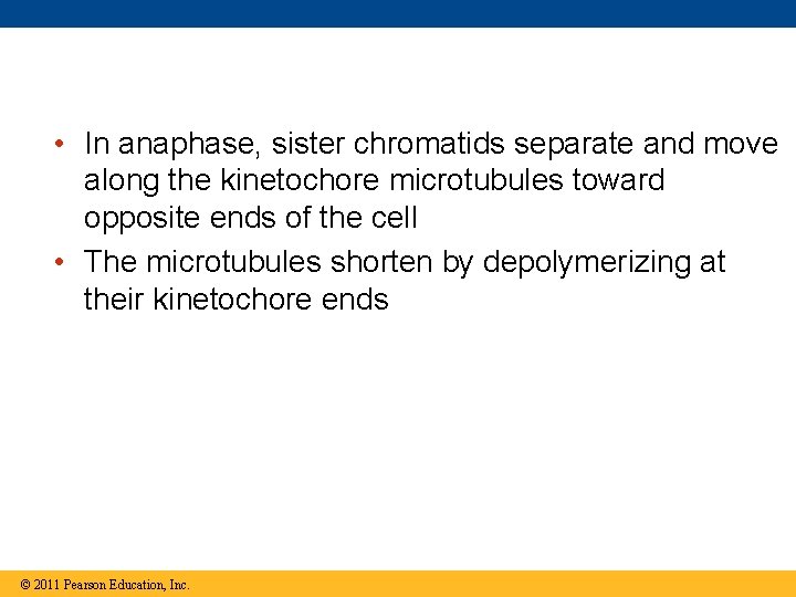  • In anaphase, sister chromatids separate and move along the kinetochore microtubules toward