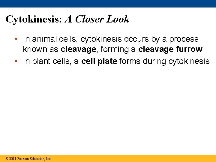 Cytokinesis: A Closer Look • In animal cells, cytokinesis occurs by a process known