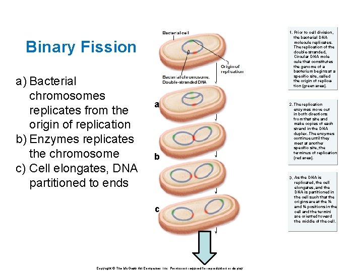 1. Prior to cell division, the bacterial DNA molecule replicates. The replication of the