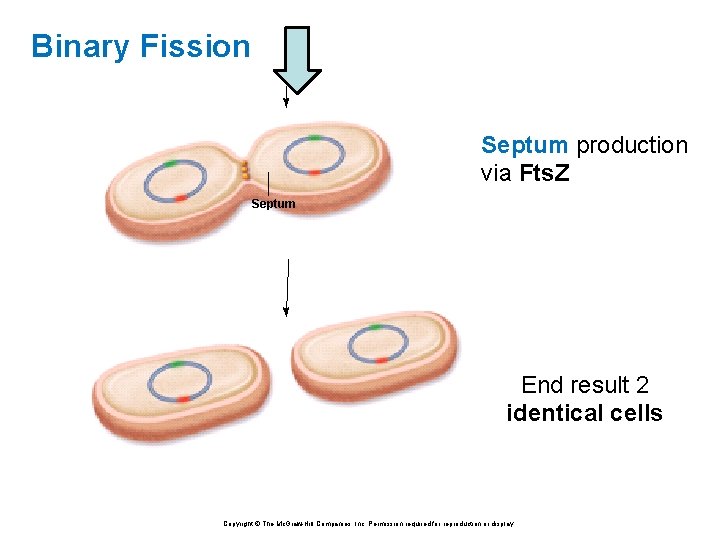 Binary Fission Septum production via Fts. Z Septum End result 2 identical cells Copyright