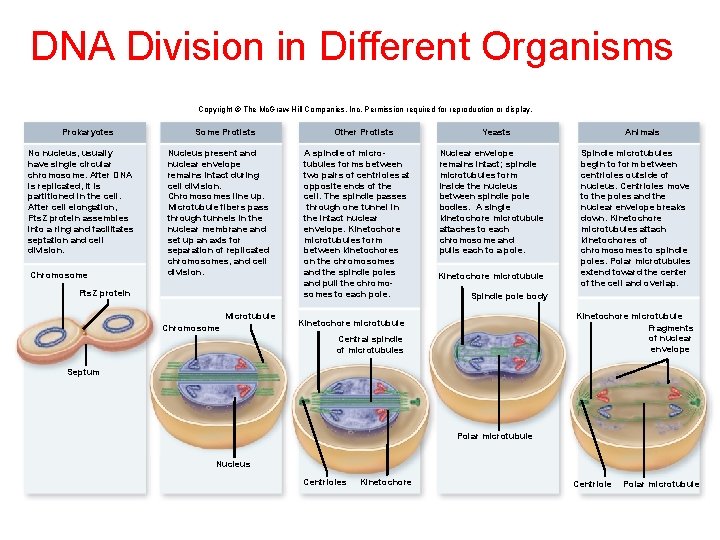 DNA Division in Different Organisms Copyright © The Mc. Graw-Hill Companies, Inc. Permission required