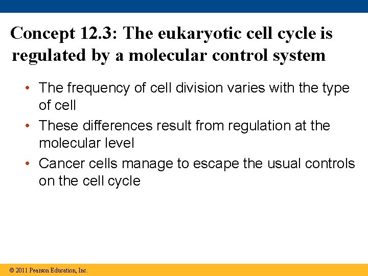 Concept 12. 3: The eukaryotic cell cycle is regulated by a molecular control system
