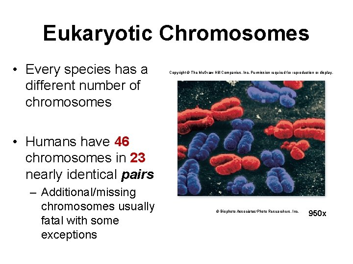 Eukaryotic Chromosomes • Every species has a different number of chromosomes Copyright © The