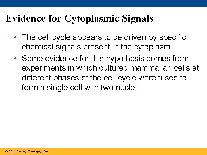 Evidence for Cytoplasmic Signals • The cell cycle appears to be driven by specific