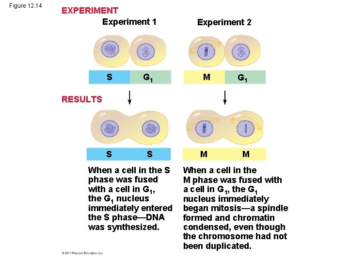 Figure 12. 14 EXPERIMENT Experiment 1 S G 1 S S Experiment 2 M
