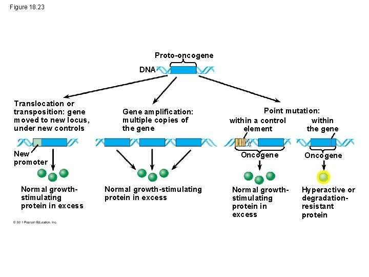 Figure 18. 23 Proto-oncogene DNA Translocation or transposition: gene moved to new locus, under