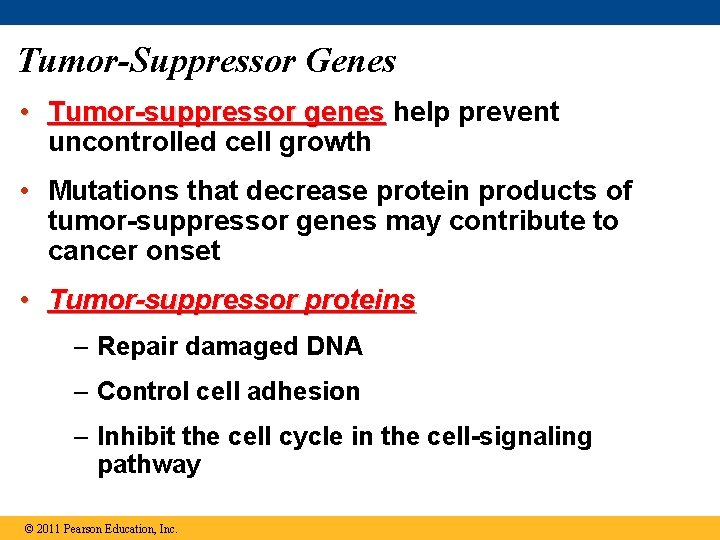Tumor-Suppressor Genes • Tumor-suppressor genes help prevent uncontrolled cell growth • Mutations that decrease