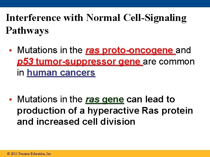 Interference with Normal Cell-Signaling Pathways • Mutations in the ras proto-oncogene and p 53