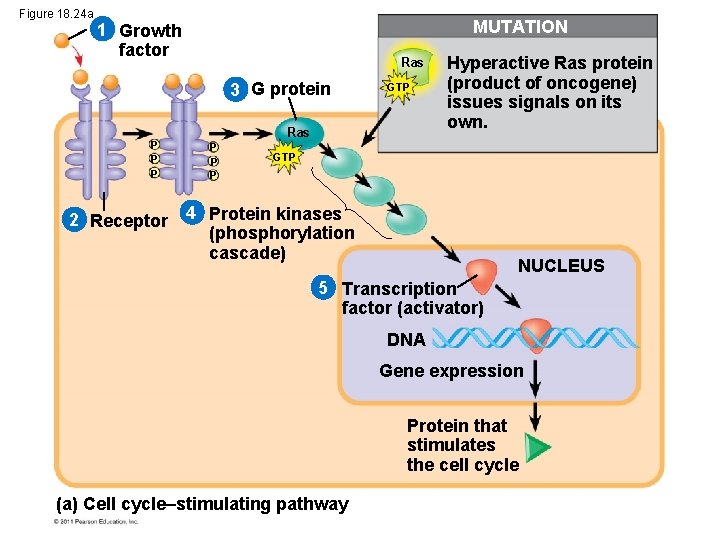 Figure 18. 24 a MUTATION 1 Growth factor Ras 3 G protein P P
