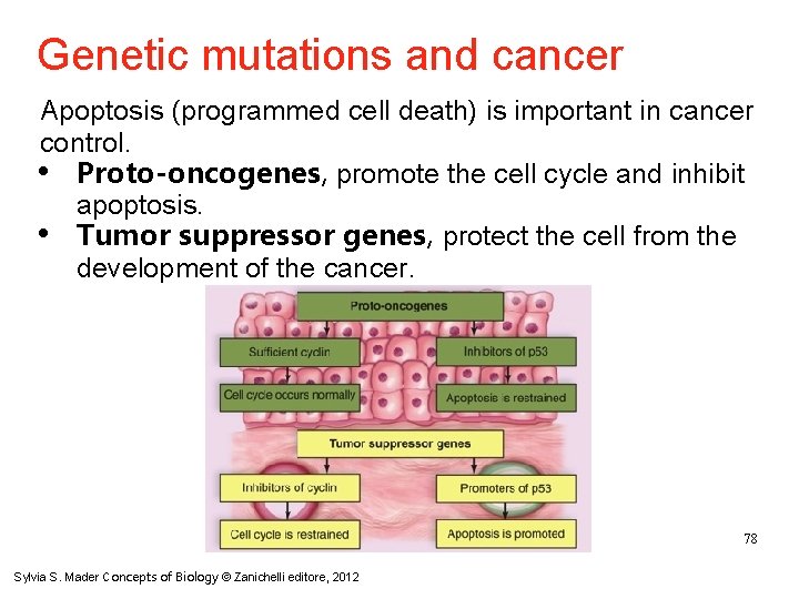 Genetic mutations and cancer Apoptosis (programmed cell death) is important in cancer control. •