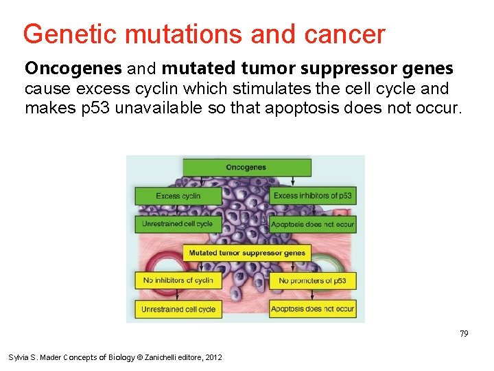 Genetic mutations and cancer Oncogenes and mutated tumor suppressor genes cause excess cyclin which