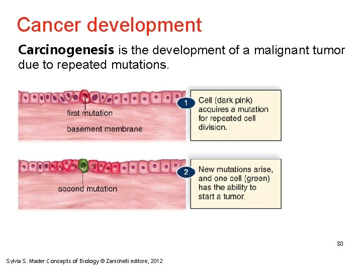 Cancer development Carcinogenesis is the development of a malignant tumor due to repeated mutations.