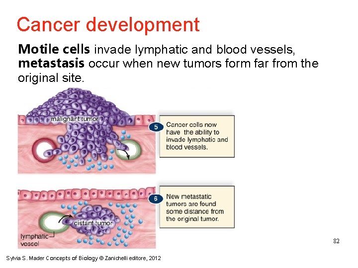 Cancer development Motile cells invade lymphatic and blood vessels, metastasis occur when new tumors