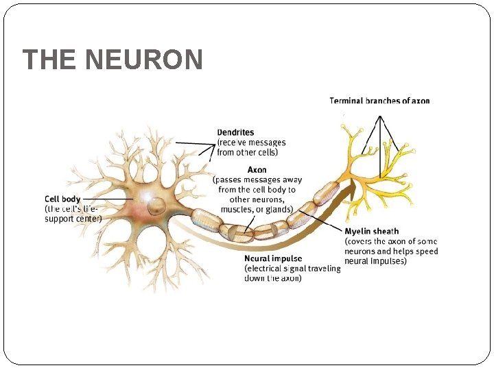 THE NEURON 