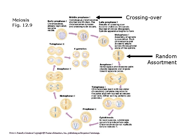 Meiosis Fig. 12. 9 Crossing-over Random Assortment Peter J. Russell, i. Genetics: Copyright ©