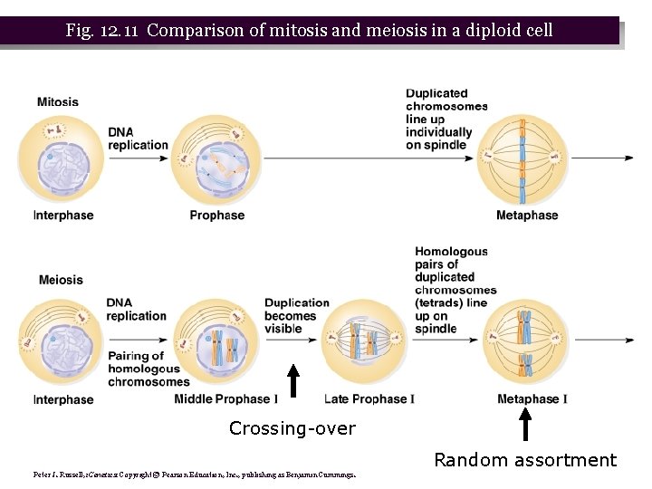 Fig. 12. 11 Comparison of mitosis and meiosis in a diploid cell Crossing-over Random
