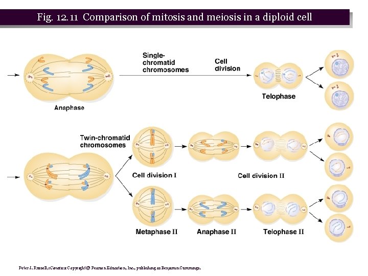 Fig. 12. 11 Comparison of mitosis and meiosis in a diploid cell Peter J.