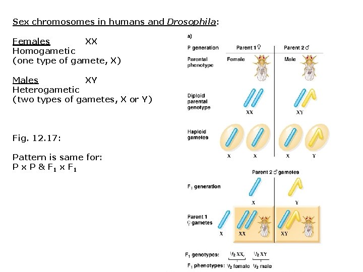 Sex chromosomes in humans and Drosophila: Females XX Homogametic (one type of gamete, X)
