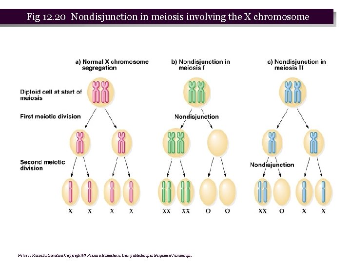 Fig 12. 20 Nondisjunction in meiosis involving the X chromosome Peter J. Russell, i.