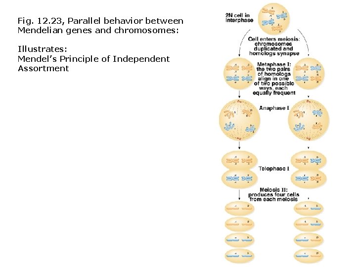 Fig. 12. 23, Parallel behavior between Mendelian genes and chromosomes: Illustrates: Mendel’s Principle of