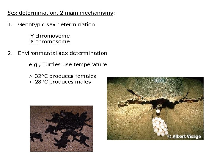 Sex determination, 2 main mechanisms: 1. Genotypic sex determination Y chromosome X chromosome 2.